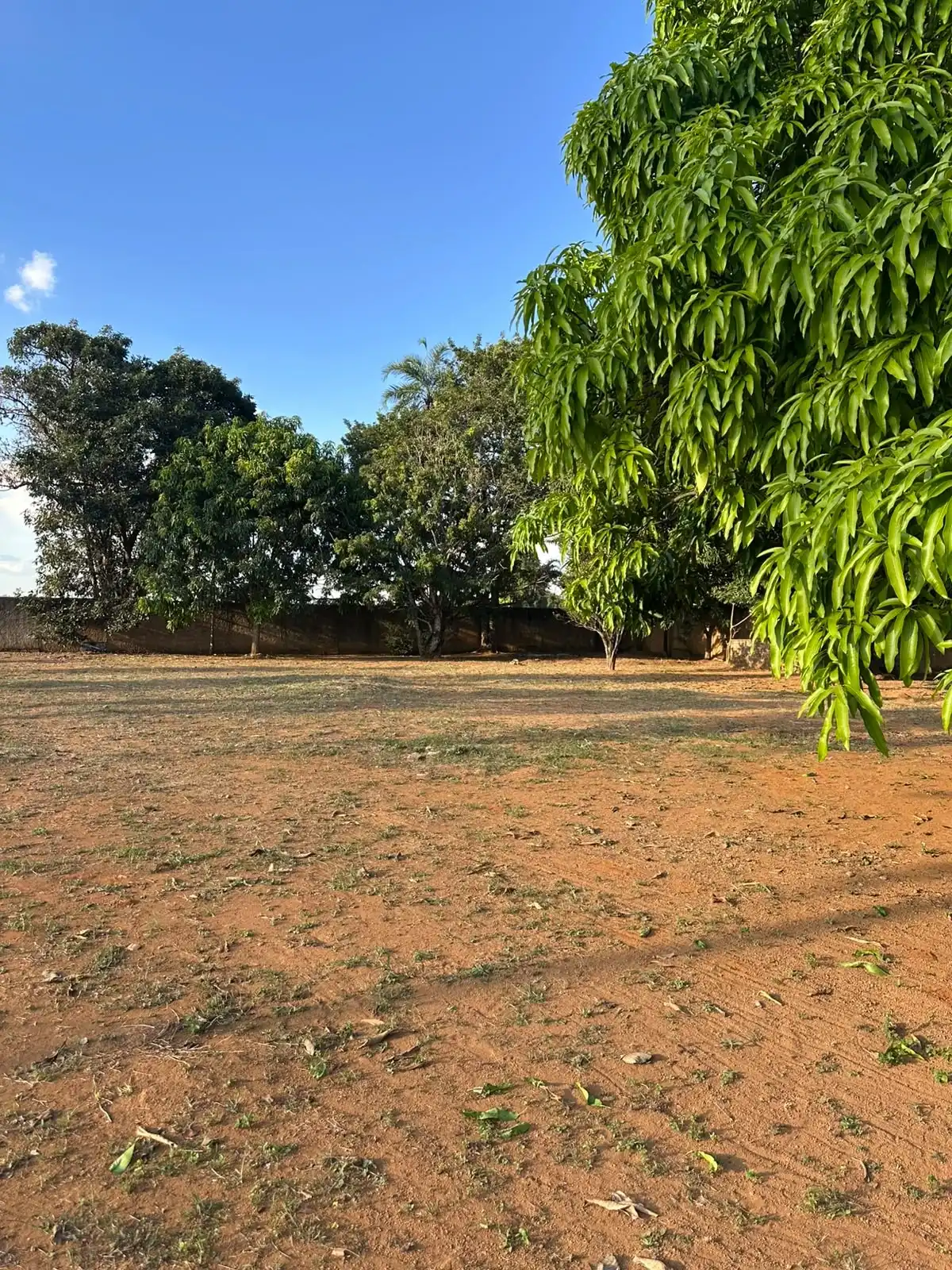 Terreno aberto do campus com mangueiras e árvores ao longo do muro